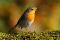 rouge_gorge