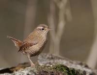 troglodyte_mignon