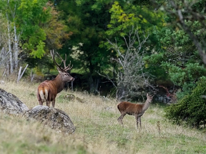 Brame du cerf 2020