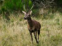 faune