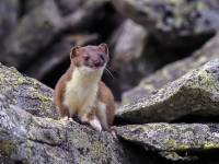 faune10