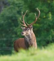 faune2