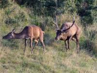 faune4