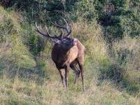 faune5