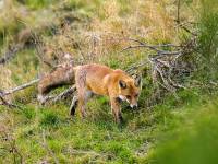 faune6