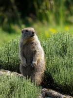 faune7