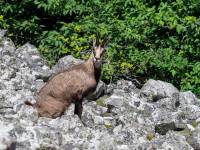faune8