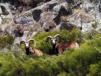 faune9