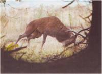 cerf