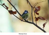 mesange_bleue