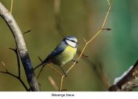 mesange_bleue2