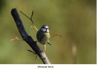 mesange_bleue3
