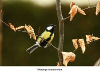 mesange_charbonniere