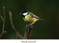 mesange_charbonniere2