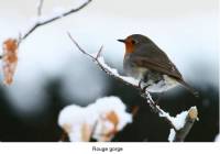 rouge_gorge