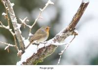 rouge_gorge2