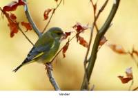 verdier