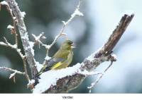verdier2