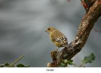verdier3