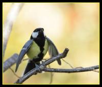oiseaux_automne1