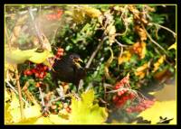 oiseaux_automne10