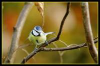 oiseaux_automne2
