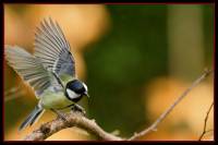oiseaux_automne4