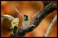 oiseaux_automne5