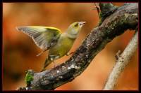 oiseaux_automne6