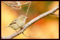 oiseaux_automne7