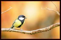 oiseaux_automne8