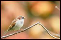 oiseaux_automne9
