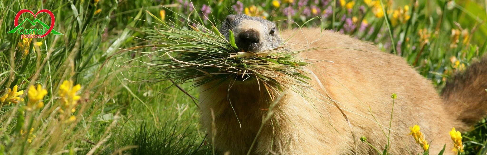 bandeau_nature_faune.JPG