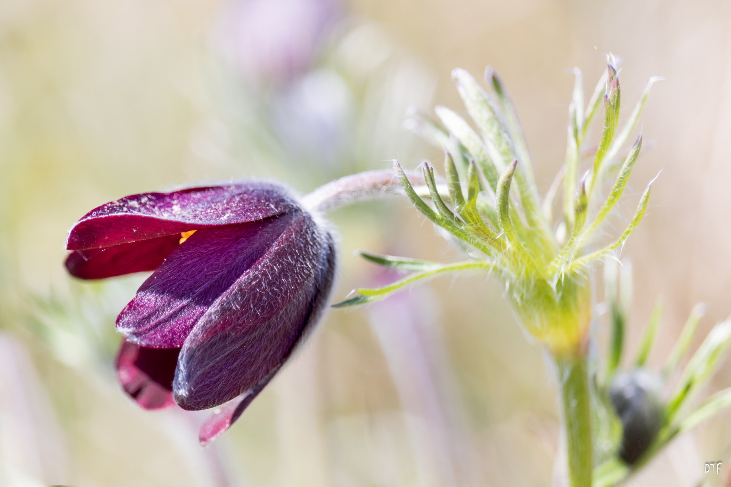 ballade pecher anemone pulsatile