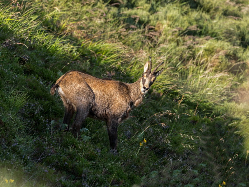 chamois surpris