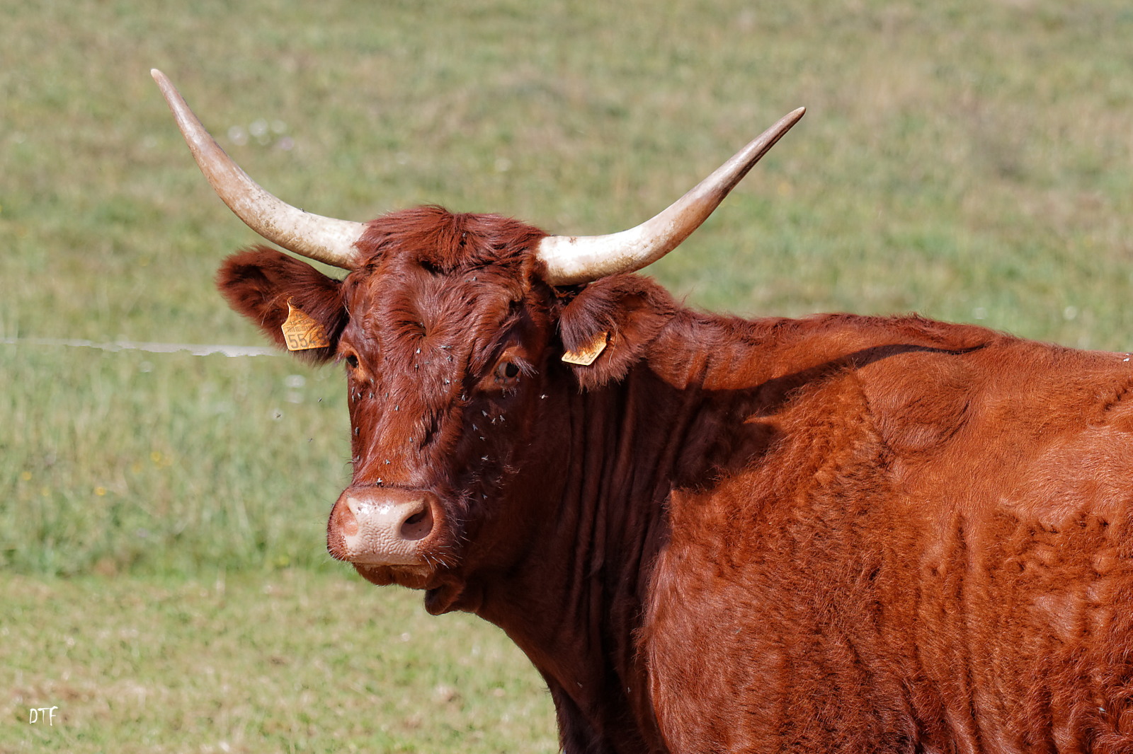 vache rouge