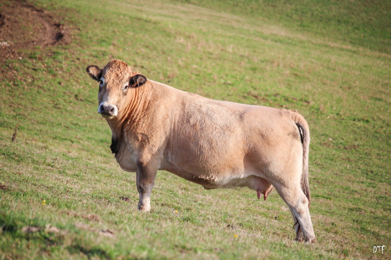 Vache Aubrac