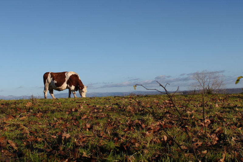 Vache Montbéliarde