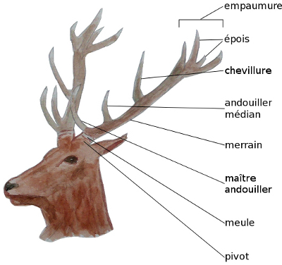 cerf bois legende