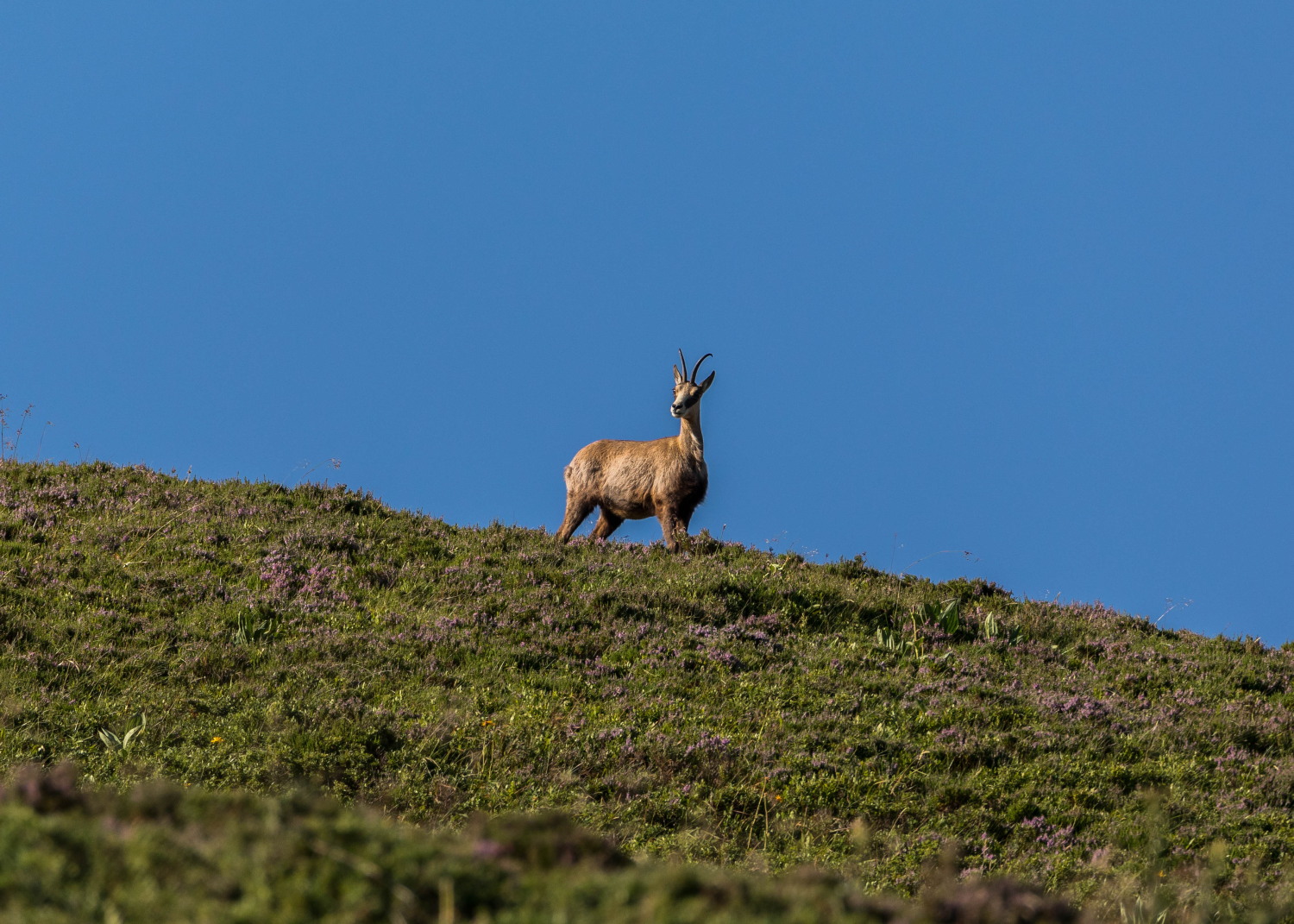 chamois aux aguets