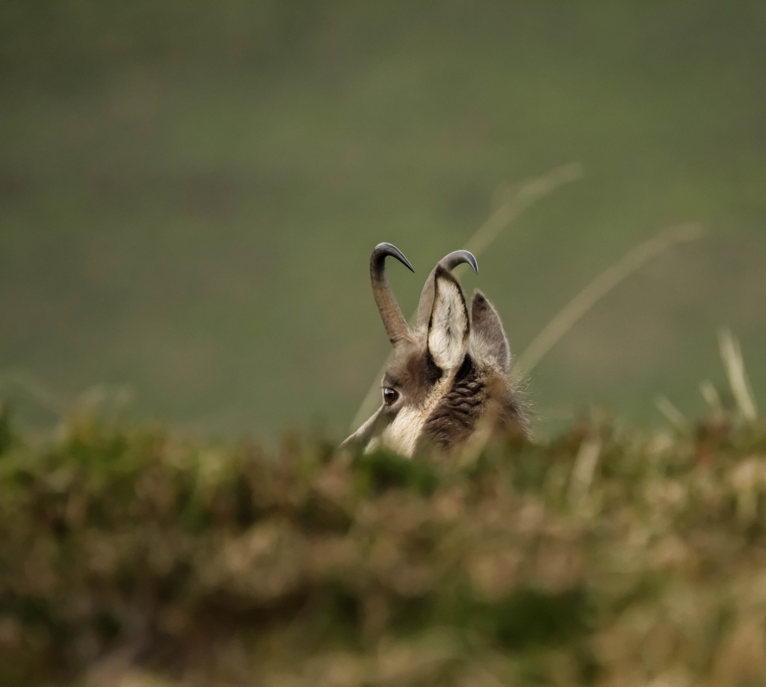 chamois cornes