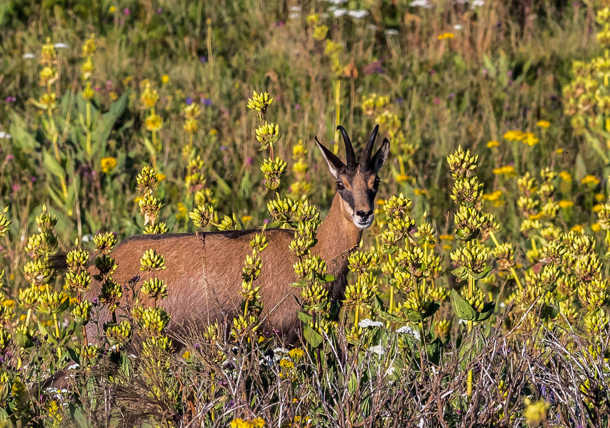 chamois gentianes