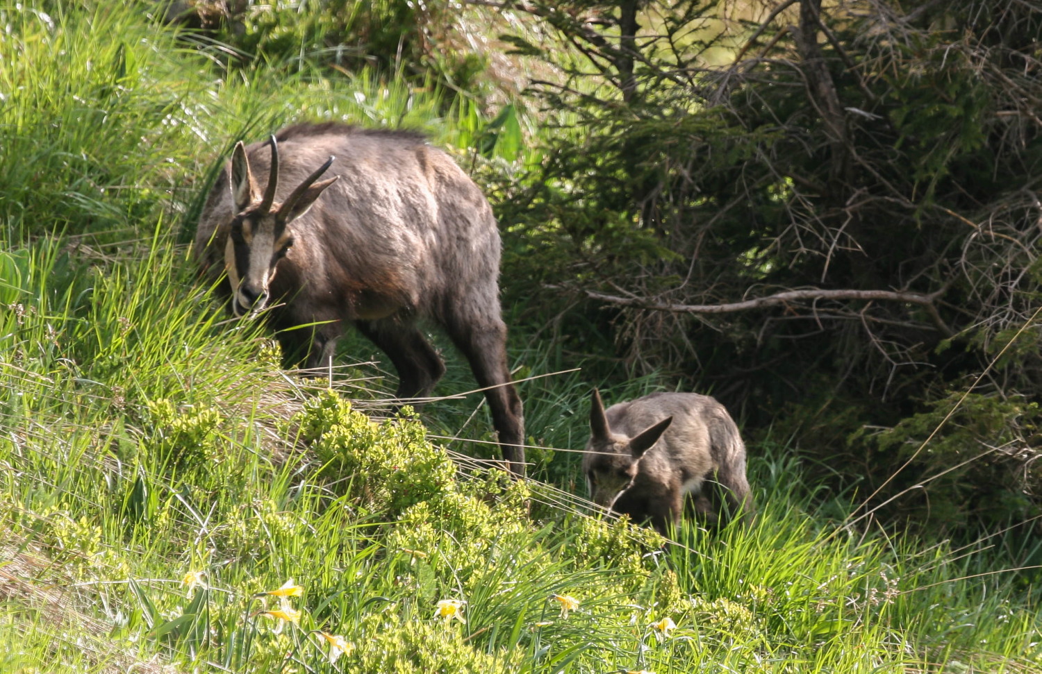 chamoise maman et petit