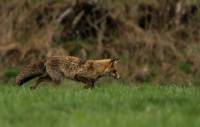 renard-en-recherche