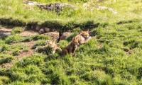 renard-famille