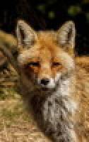 renard-portrait