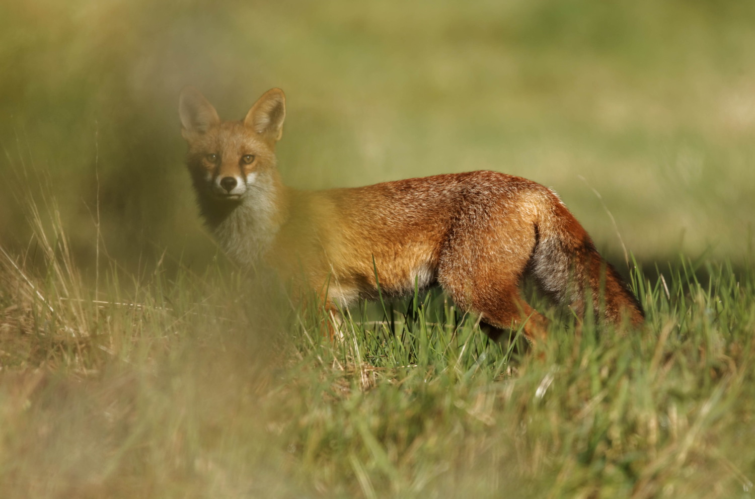 renard face a face