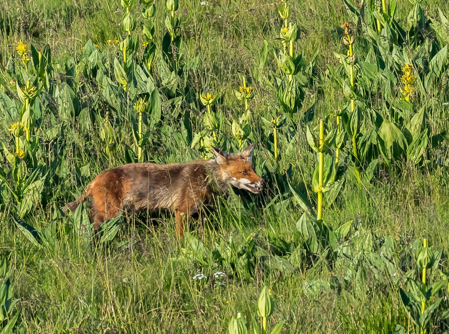 renard repas