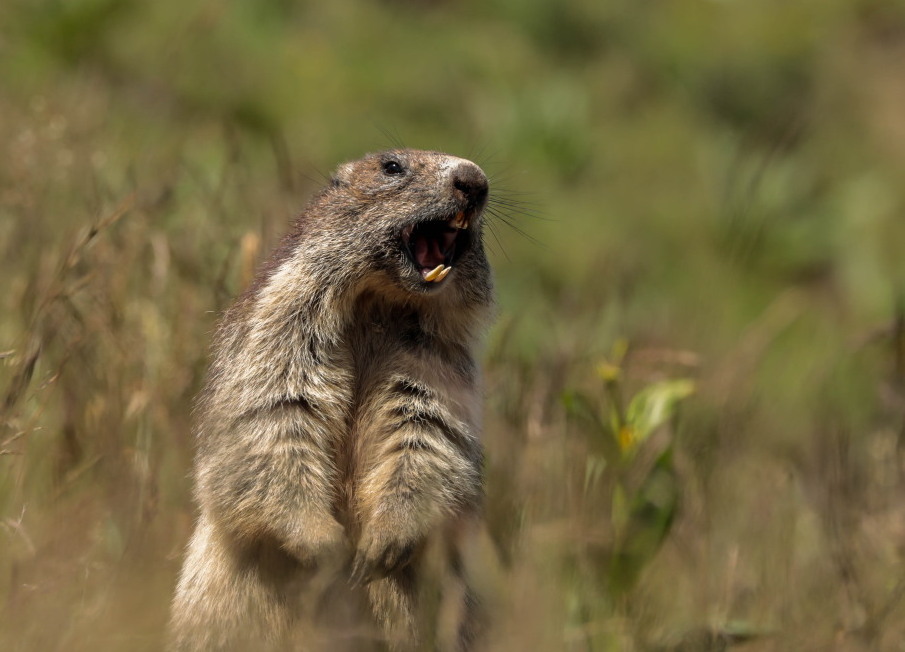 marmotte dentition