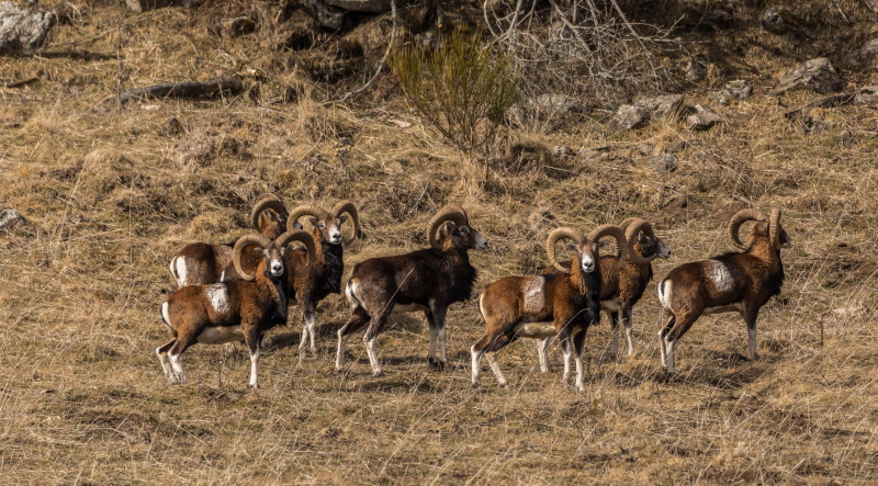 mouflons 7males